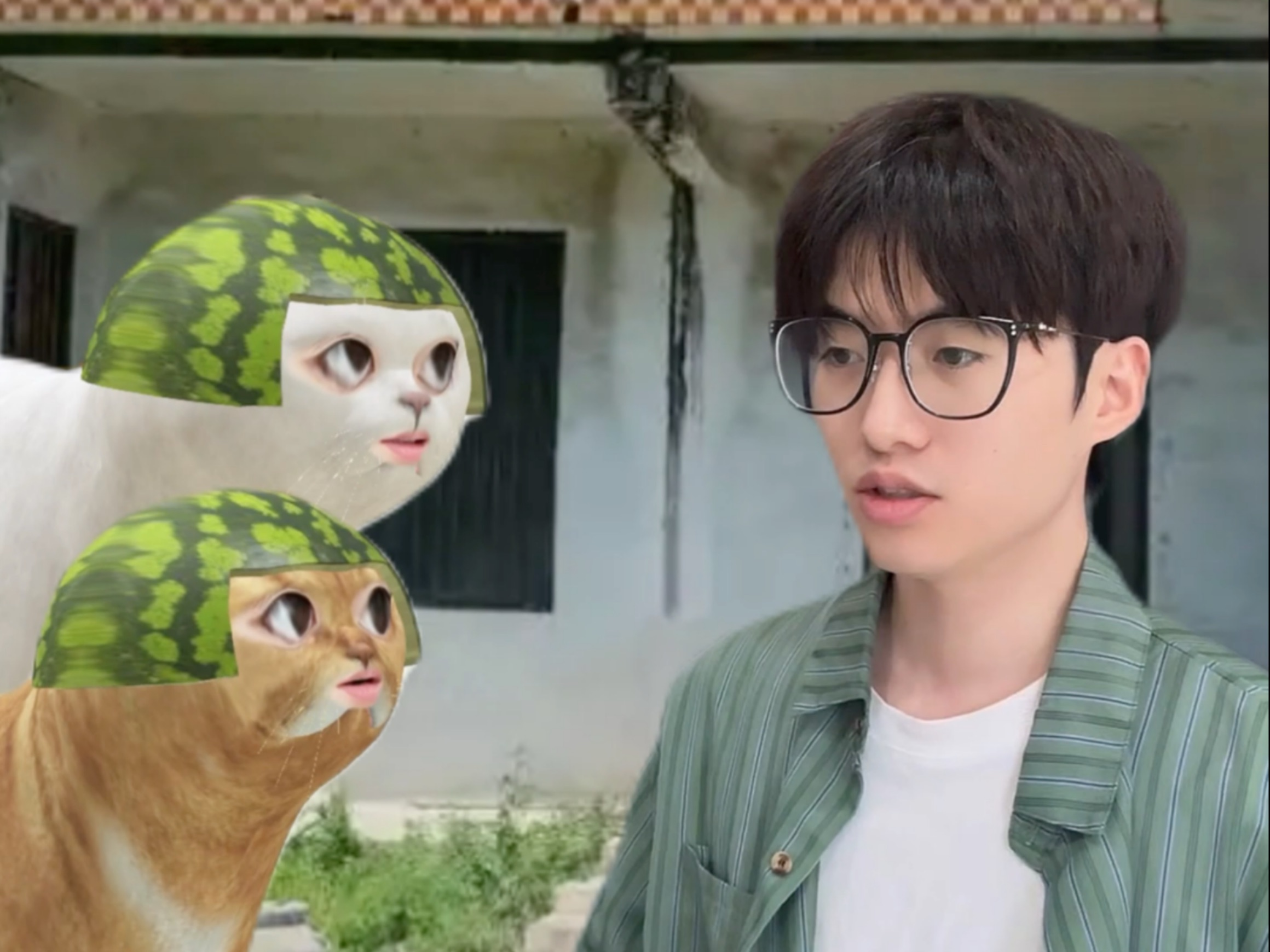 城市猫回村以后，去抓制作猫薄荷的老鼠