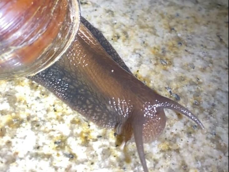 弹弓精准爆头非洲大蜗牛！解压。