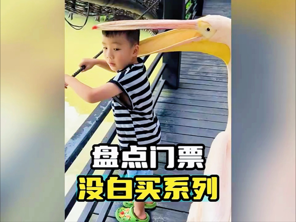 笨蛋猫咪倒霉日常！