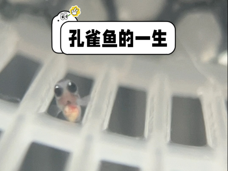 孔雀鱼成长的各个阶段，你都了解吗？