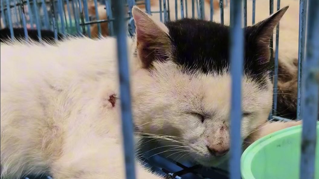 喵科圣手上岗，糗糗庄园没有救不下的喵