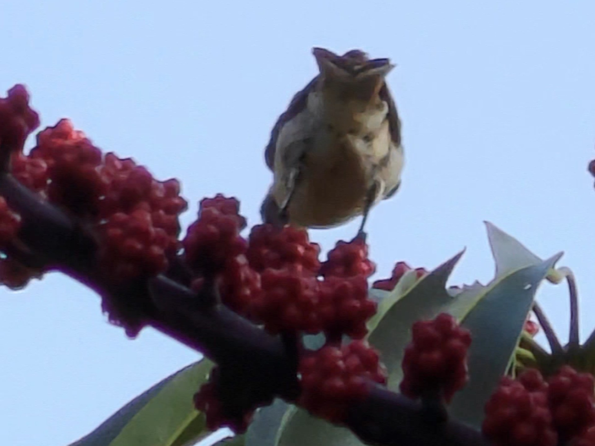 怎么找到的还是白头鹎啊 还有几只小绣眼 这里好多绣眼 有种