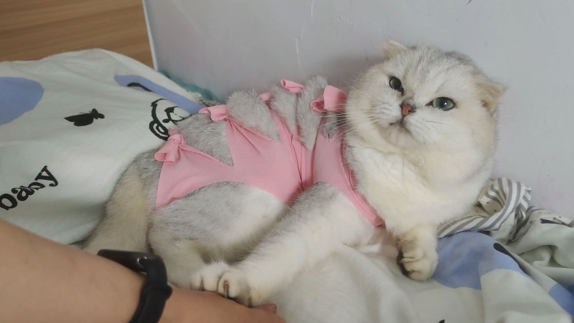 我猫拒绝养我，态度强硬且坚决