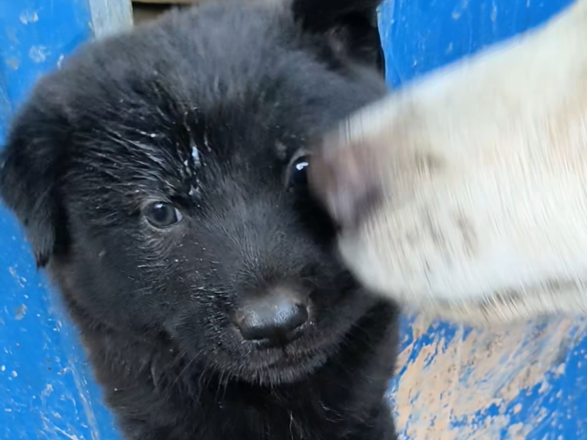 小黄的孩子被门卡住了