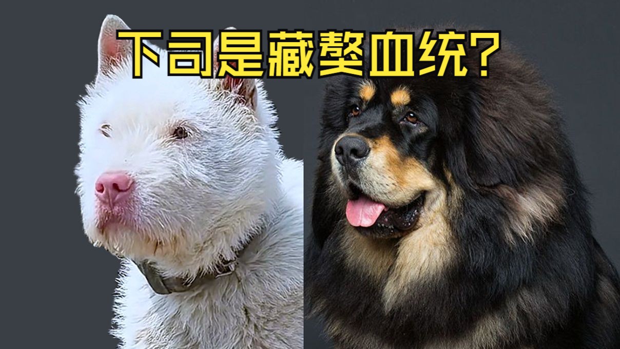 下司是藏獒串子？