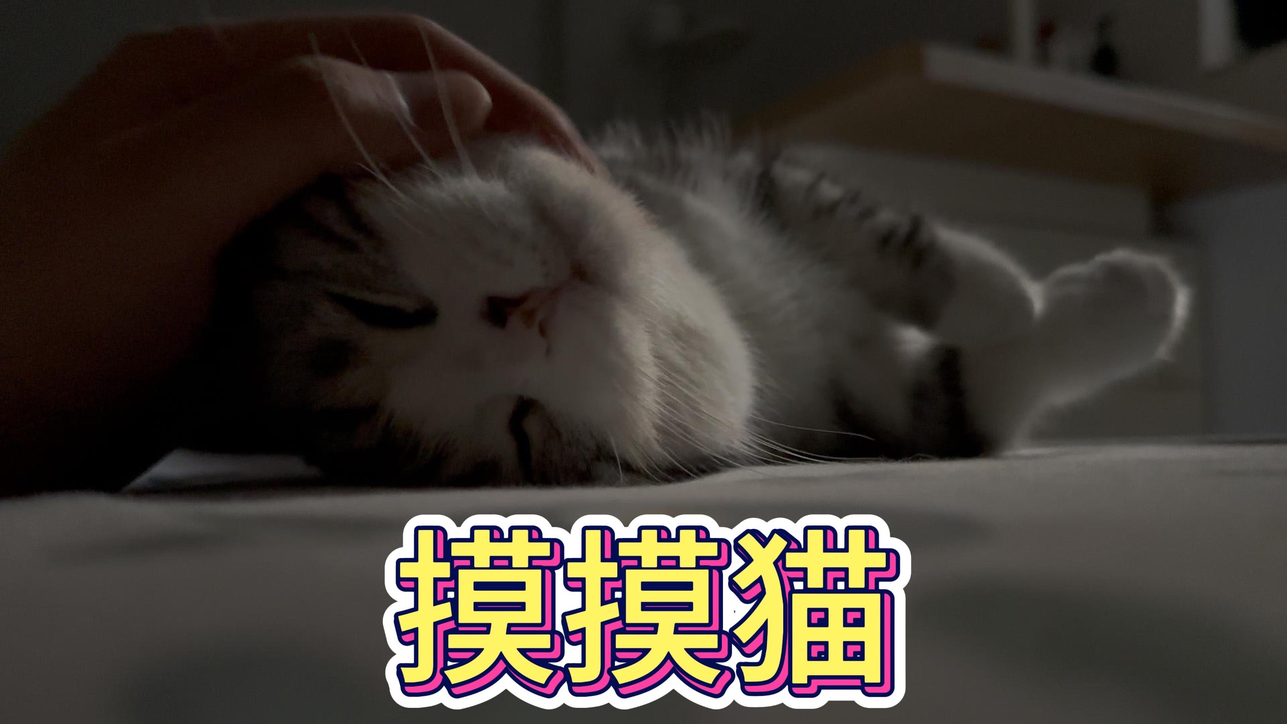 午觉睡醒了摸摸小猫