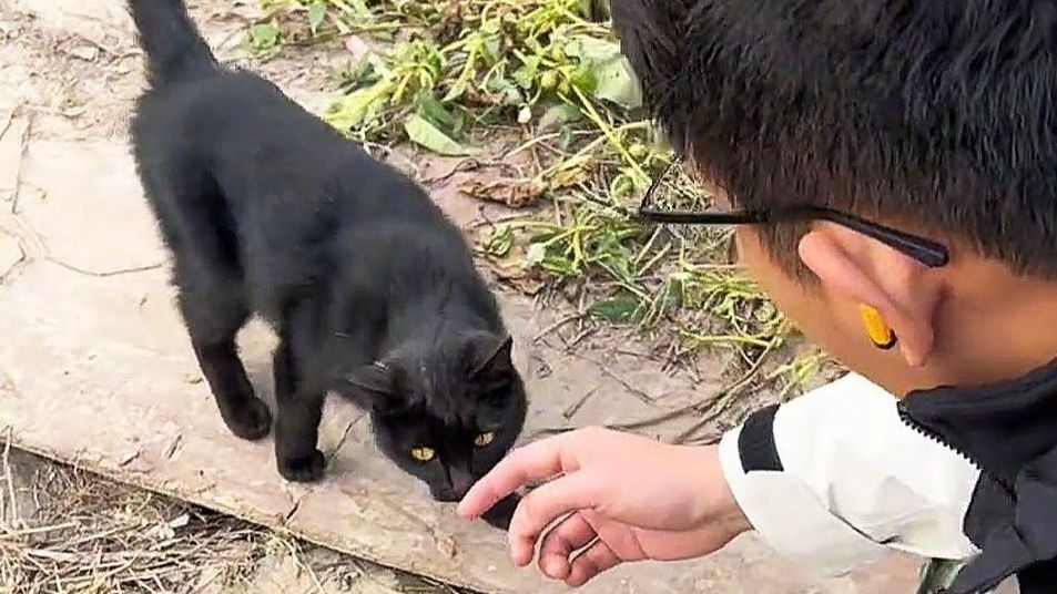 找到了走失了一年的猫，它还记得我们！