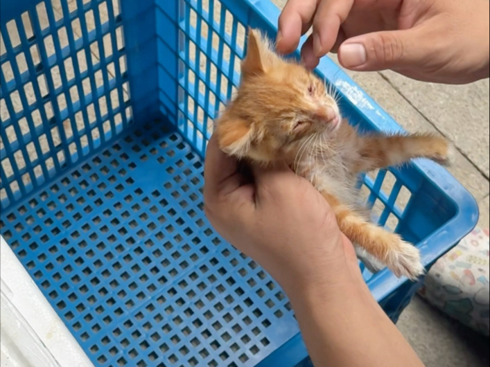 （五只柯基）虽然，但是…