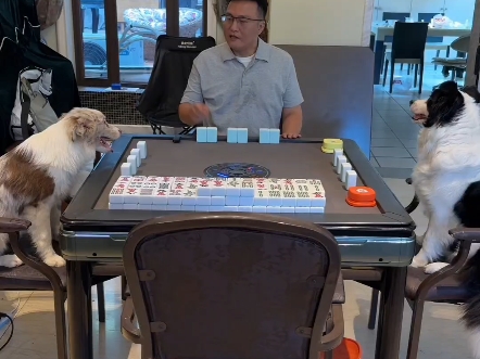 狗狗学麻将，谁更像读书时候的你