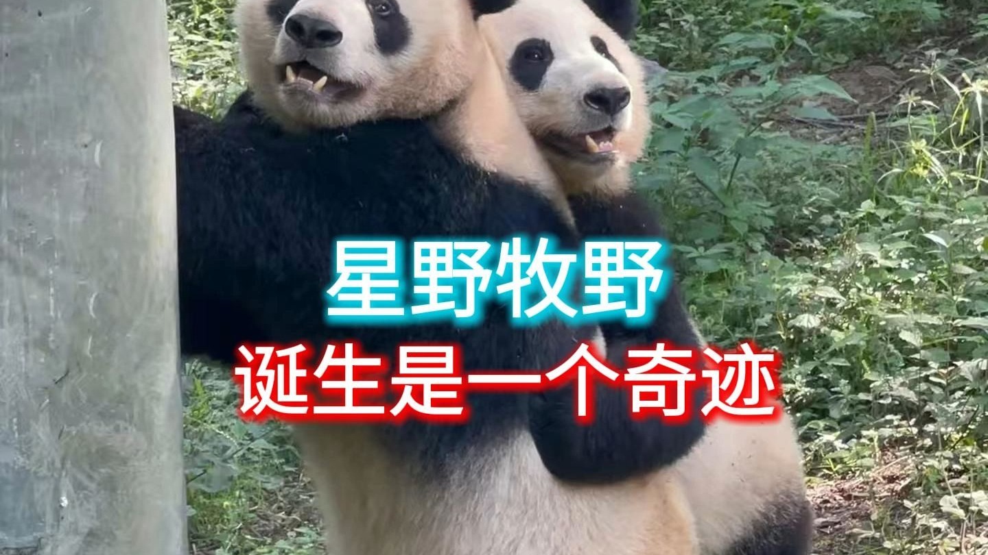 大熊猫星野牧野的诞生是一个奇迹，由草草和熊猫人共同完成的奇