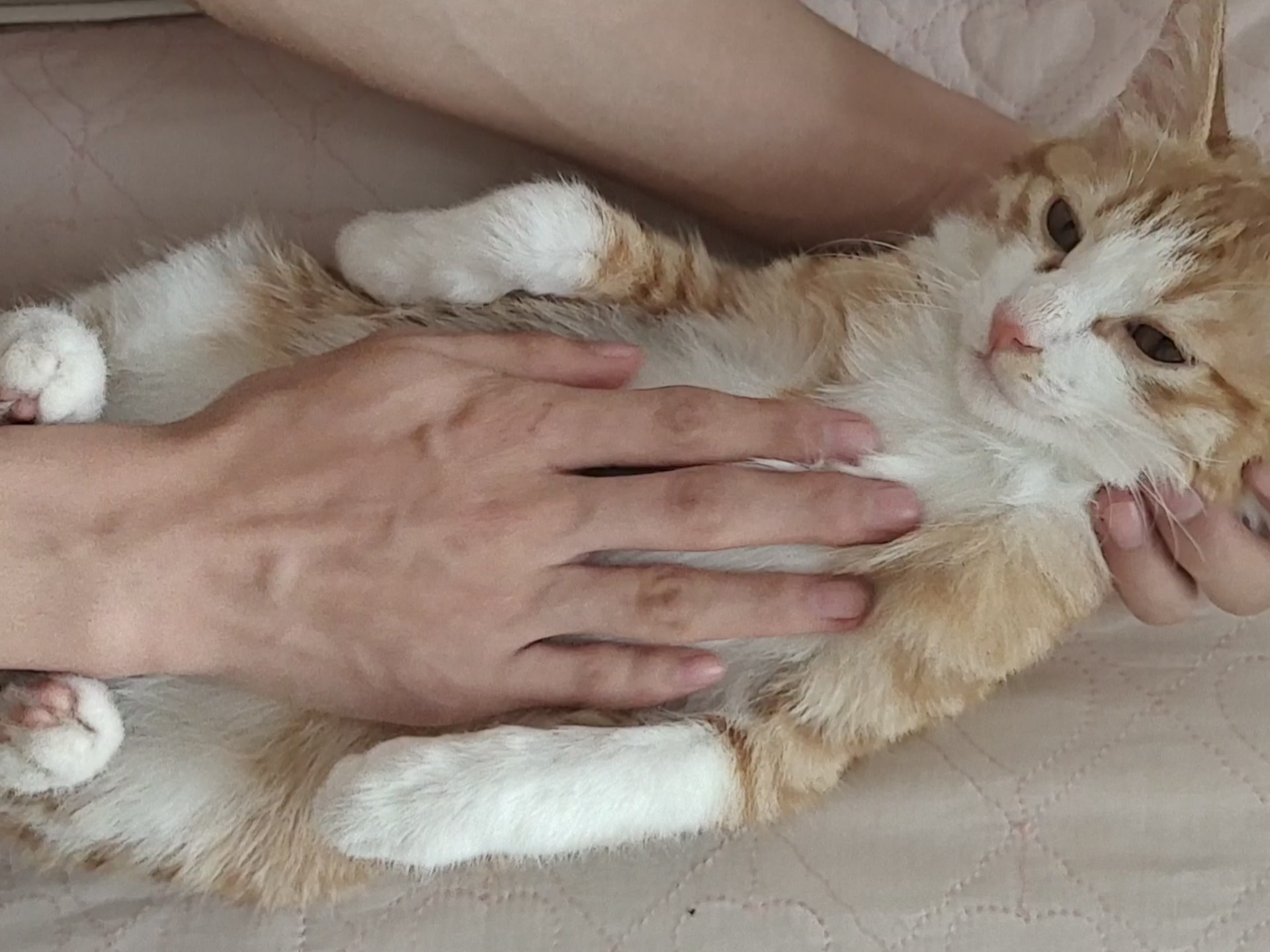 猫的肚子很好rua