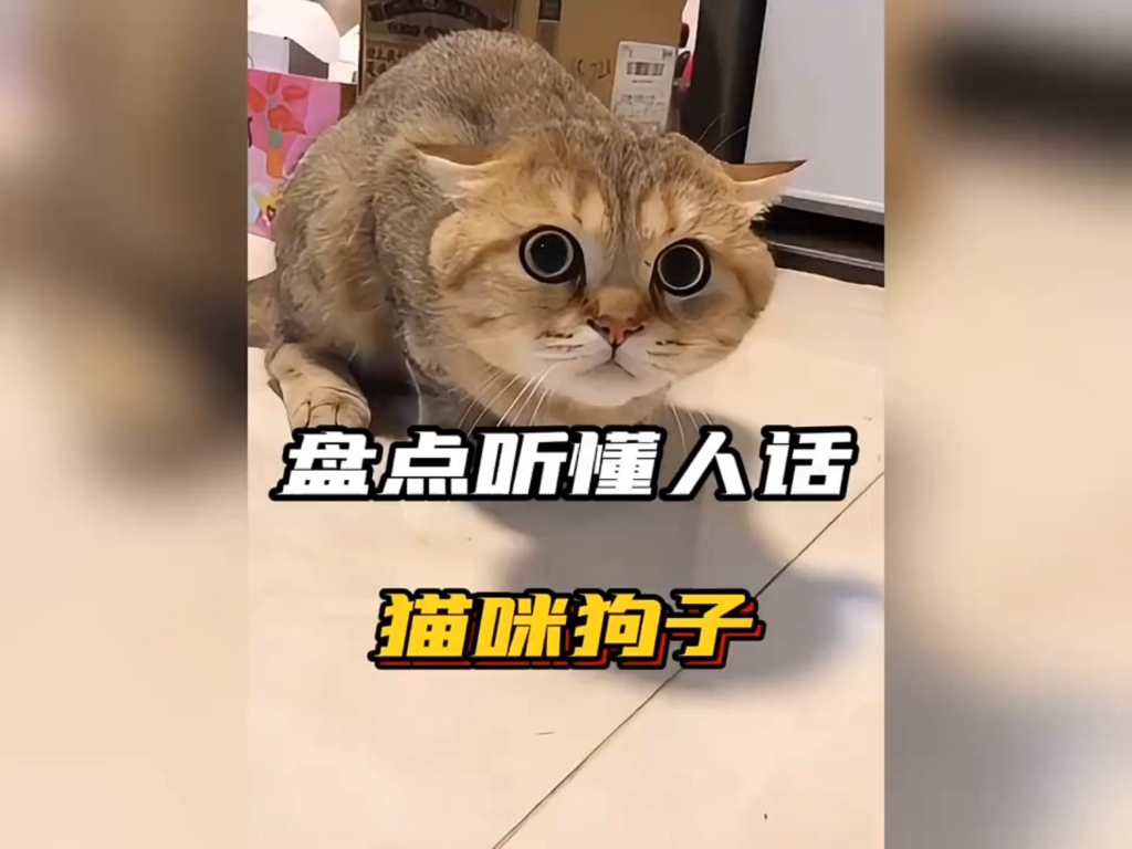盘点听懂人话的猫狗，喵汪都成精了#猫咪#狗子#动物成精