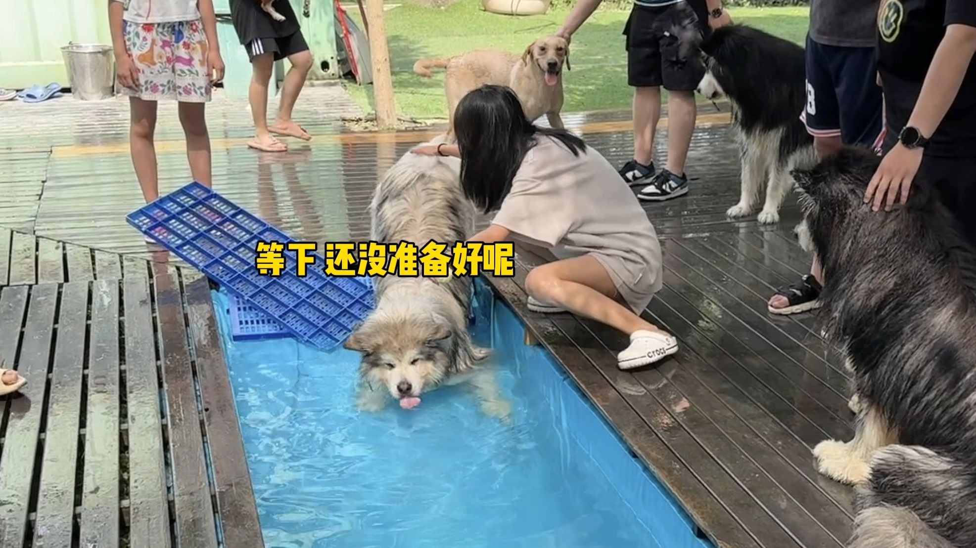 第一次带豆奶参加游泳比赛，结果在起点…思考狗生？！