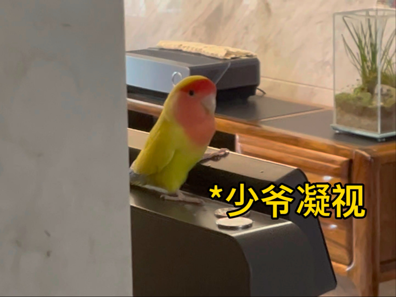 谁是少爷一目了然