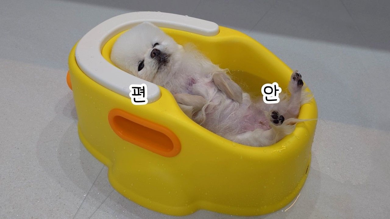 我给我的小狗买了一个新浴缸！