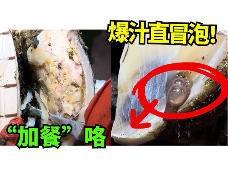 【高能修蹄】牛蹄爆汁直冒泡，削完蹄底“消失”了？