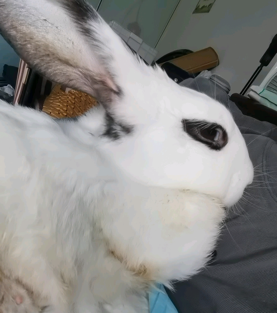 咕噜今天的状态