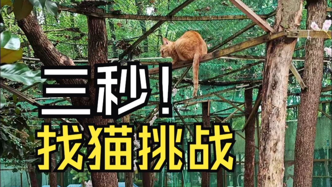 我发现了小猫们的秘密基地