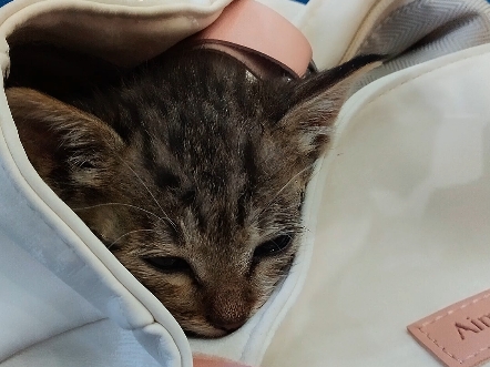 谁家的小狗捡到小猫了呀～是我家的呀～