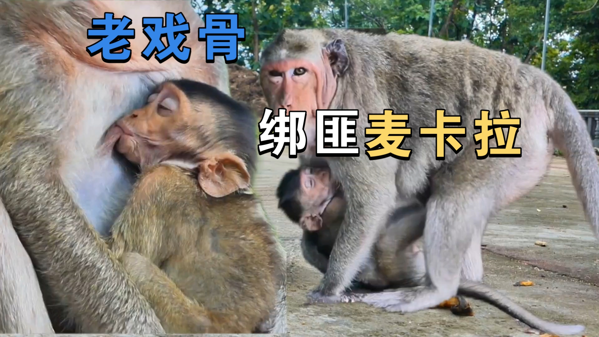 麦卡拉的猴宝摔死的原委