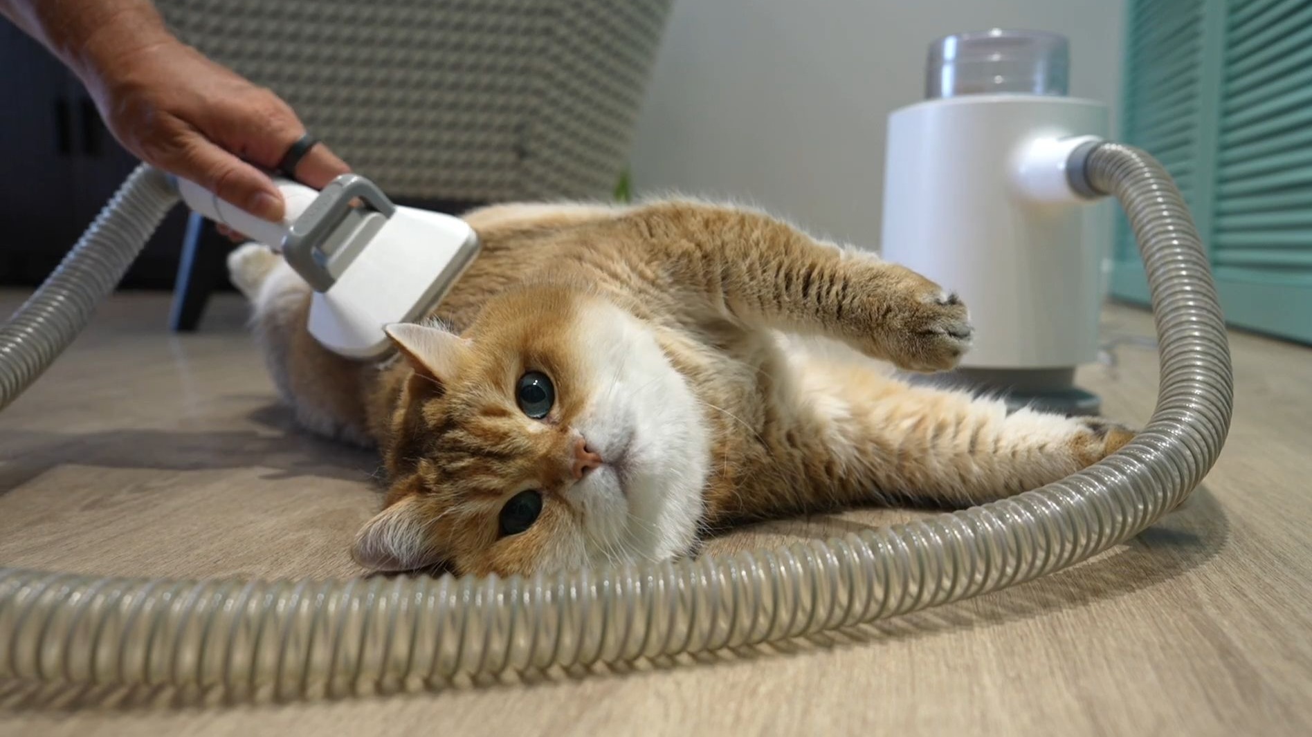 猫猫：魂儿都给我吸没了！