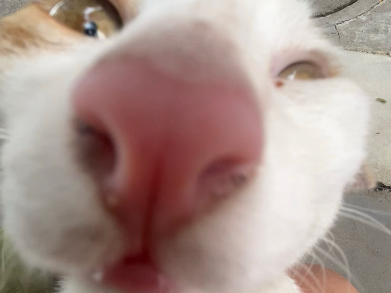 超级凑的向日葵宝宝