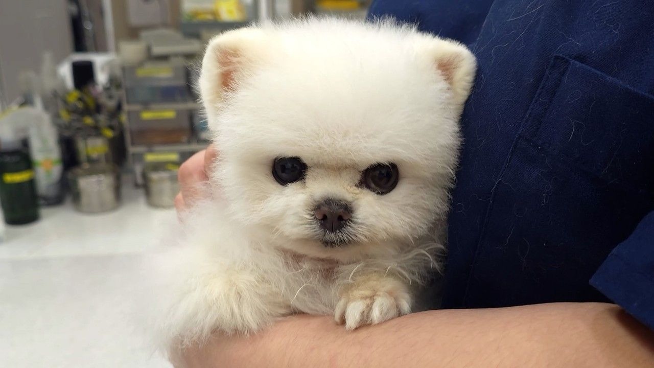 狗狗被打了世界上最痛的针后的反应