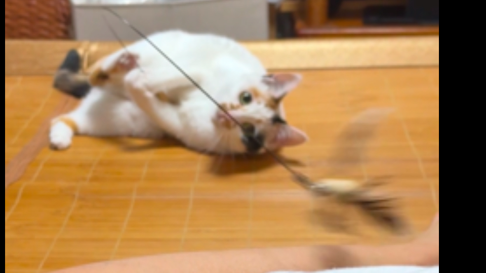 玩啊？怎么不玩？