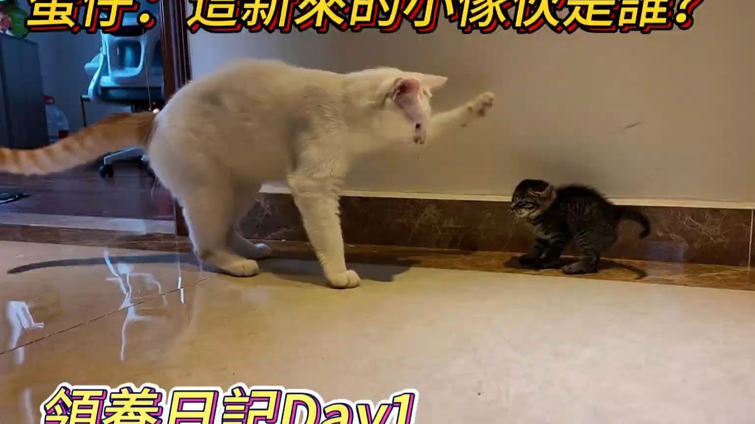 领养小奶猫第一天，原住民小猫蛋仔的反应太真实了