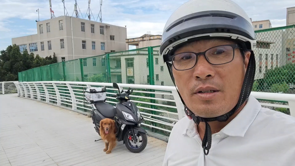 全网第一只坐车公里数超十万的金毛犬，九岁就开始了退休生活！