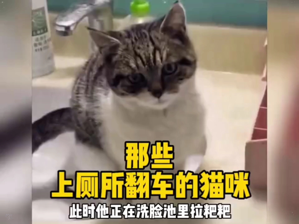 那些上厕所翻车的猫咪