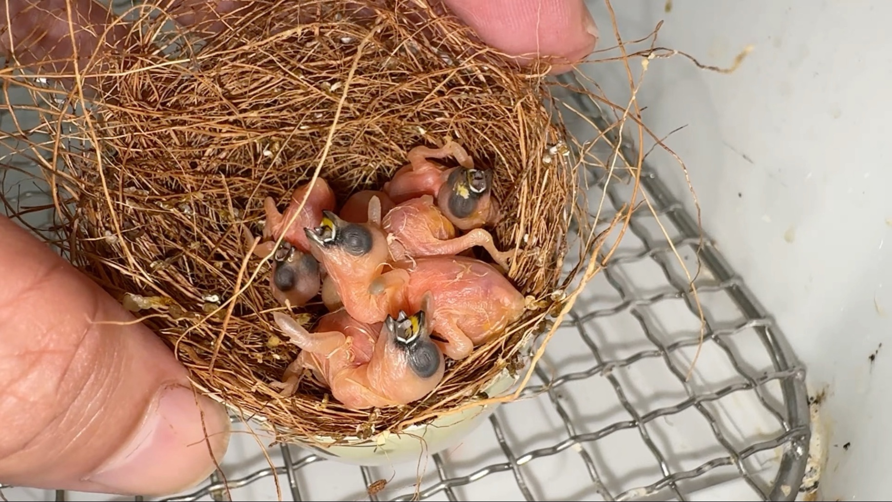 六只全出壳，喂了这些天还是长大了一些