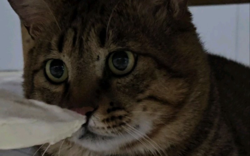 难怪猫哥这么壮！拉完车必须补一补！