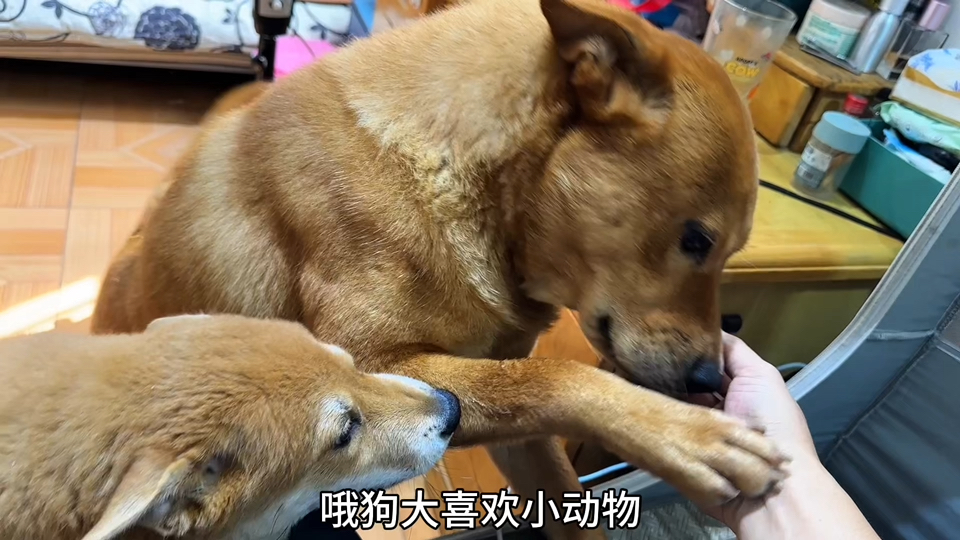 蚊帐能防蚊子还能防狗子