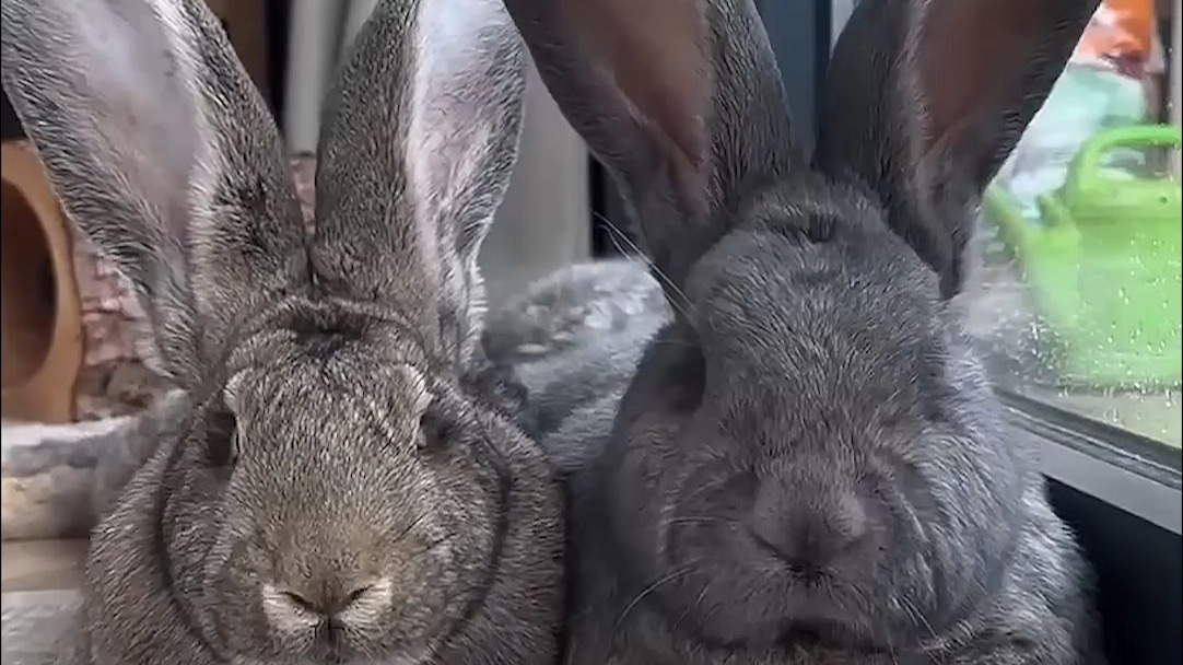男人捡到一窝小兔子，半年后竟惊现巨兔基因，如今比狗狗还要大