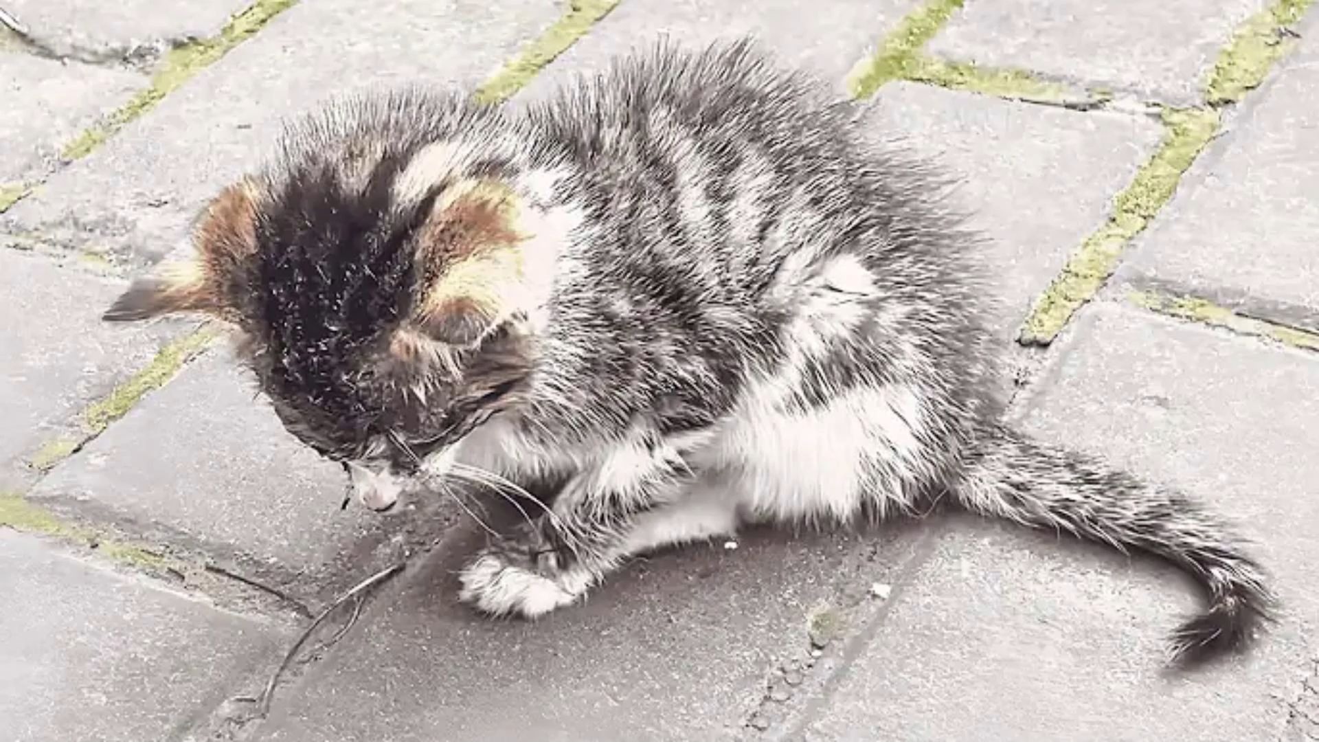 以为捡了只丑病流浪猫 我坚持没放弃它，结果  奇迹真的发生了！