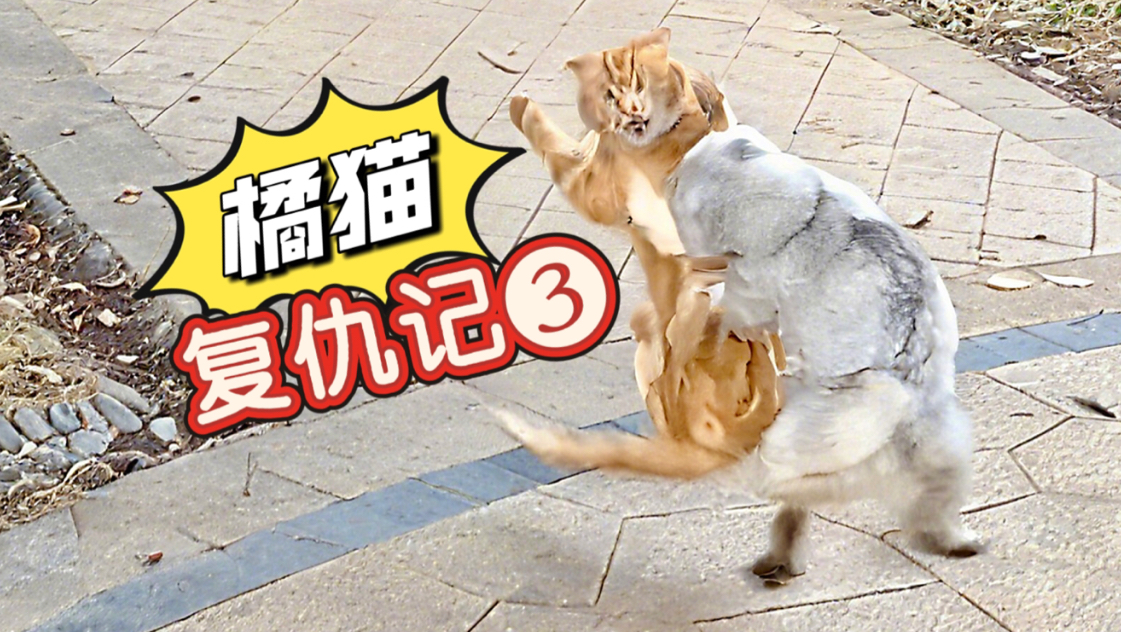 橘猫复仇【后续】天天堵门，就为了揍银渐层