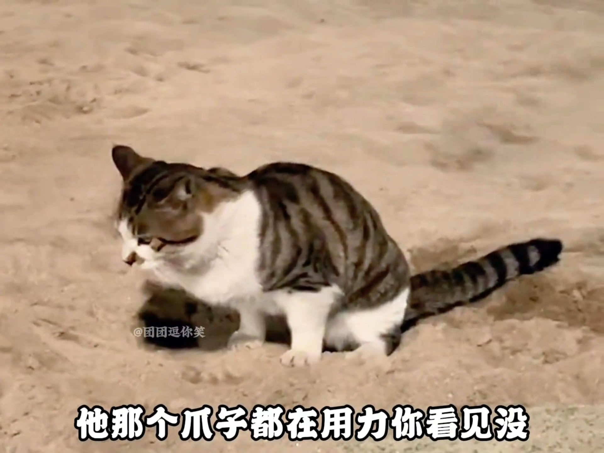 校园里的那些猫狗学长，你们就是这么对待学长的？#校园 #猫咪 #