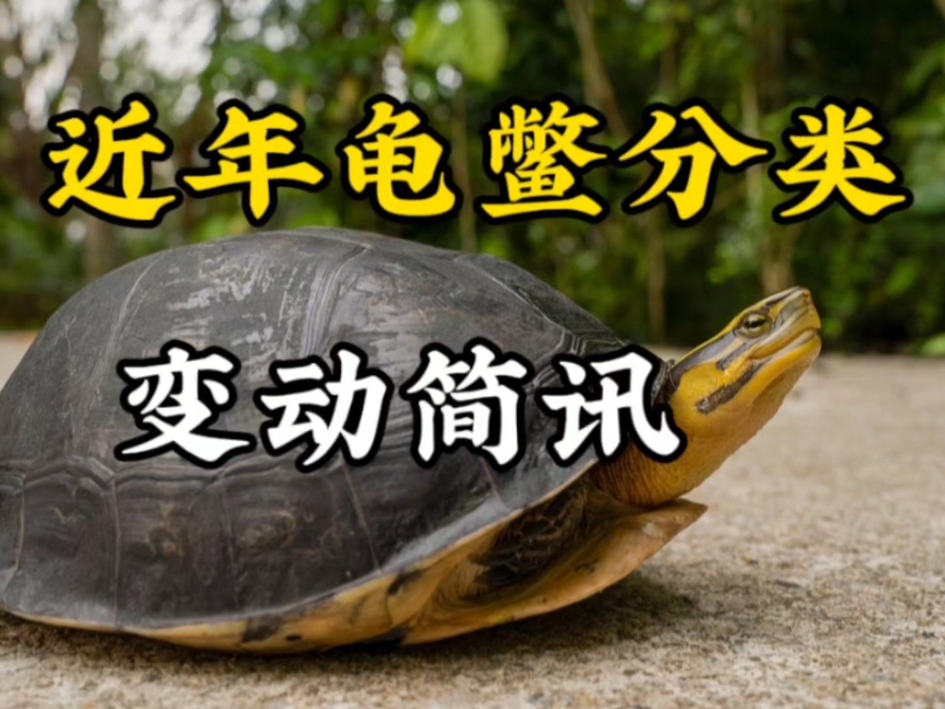 最近几年的龟鳖分类变动简讯，涉及安布、红面、华鳖、长颈龟