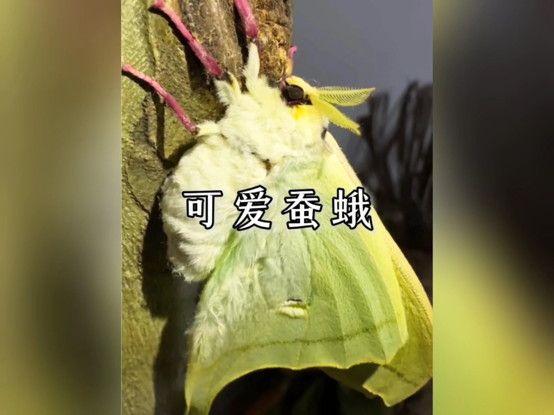 天啊！居然有人把蚕蛾当宠物养