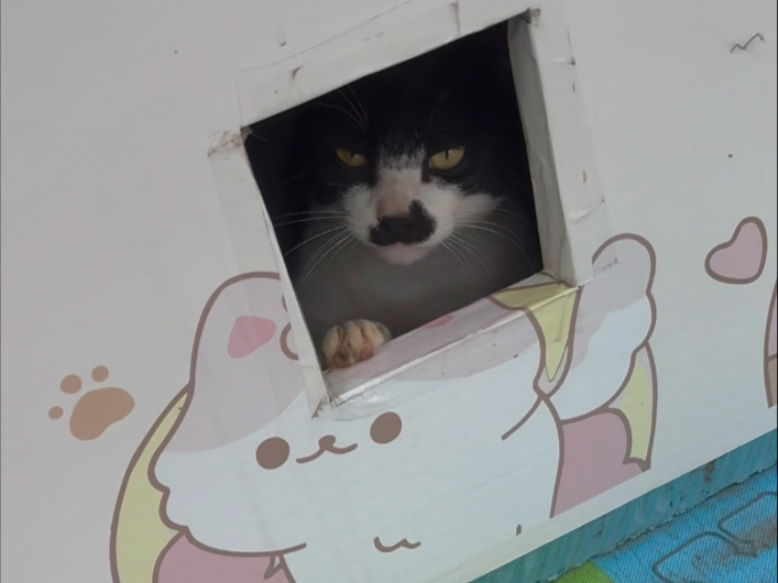 一大早放小黄它们出去玩，一开门院子里多了两只猫