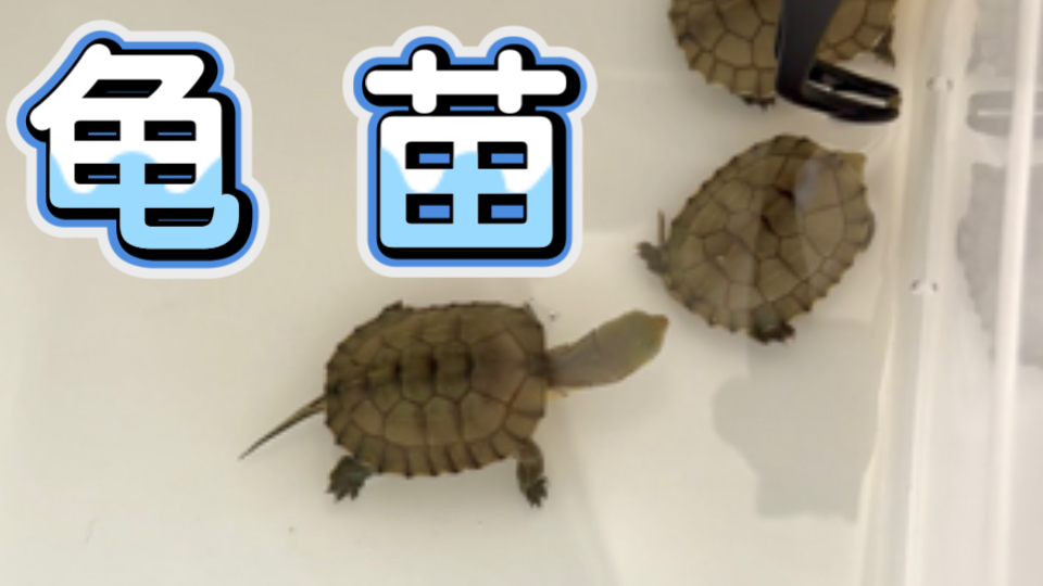 逗逗小乌龟 | 胎里带的胆大和后天培养的互动