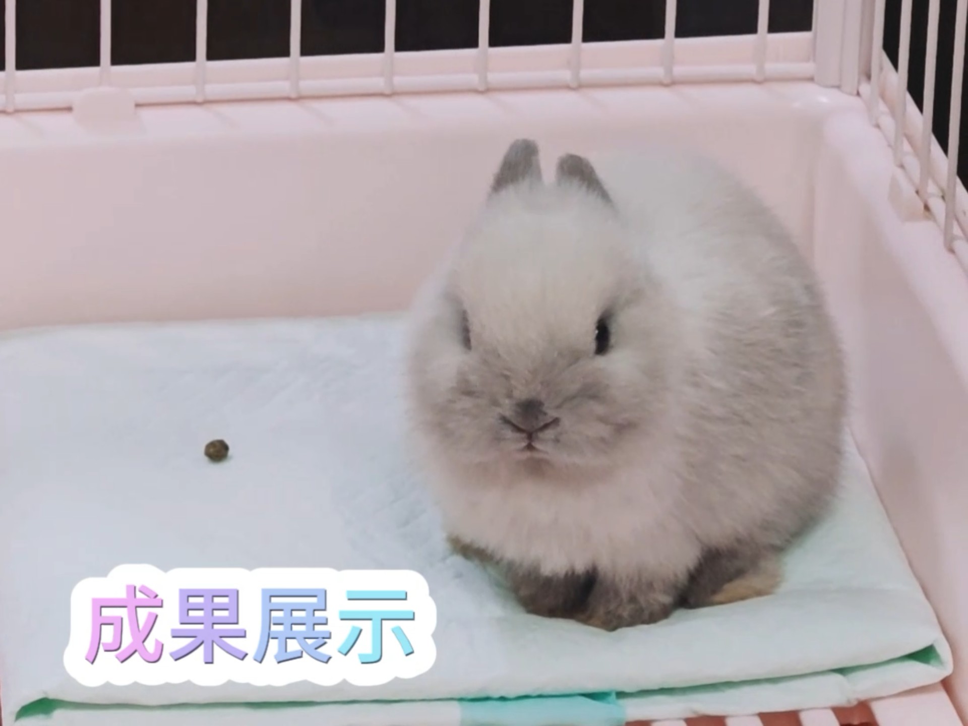 安静地留下一粒小屎