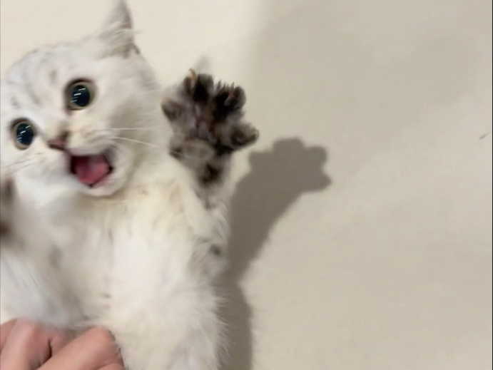 搬家捡到两只猫，一个瘸子一个傻子