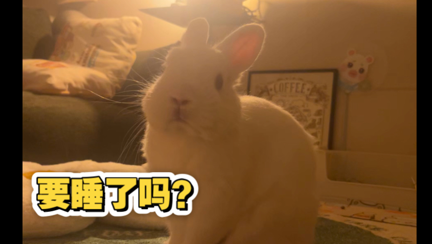 人要睡觉觉了，那小兔怎么办呢？