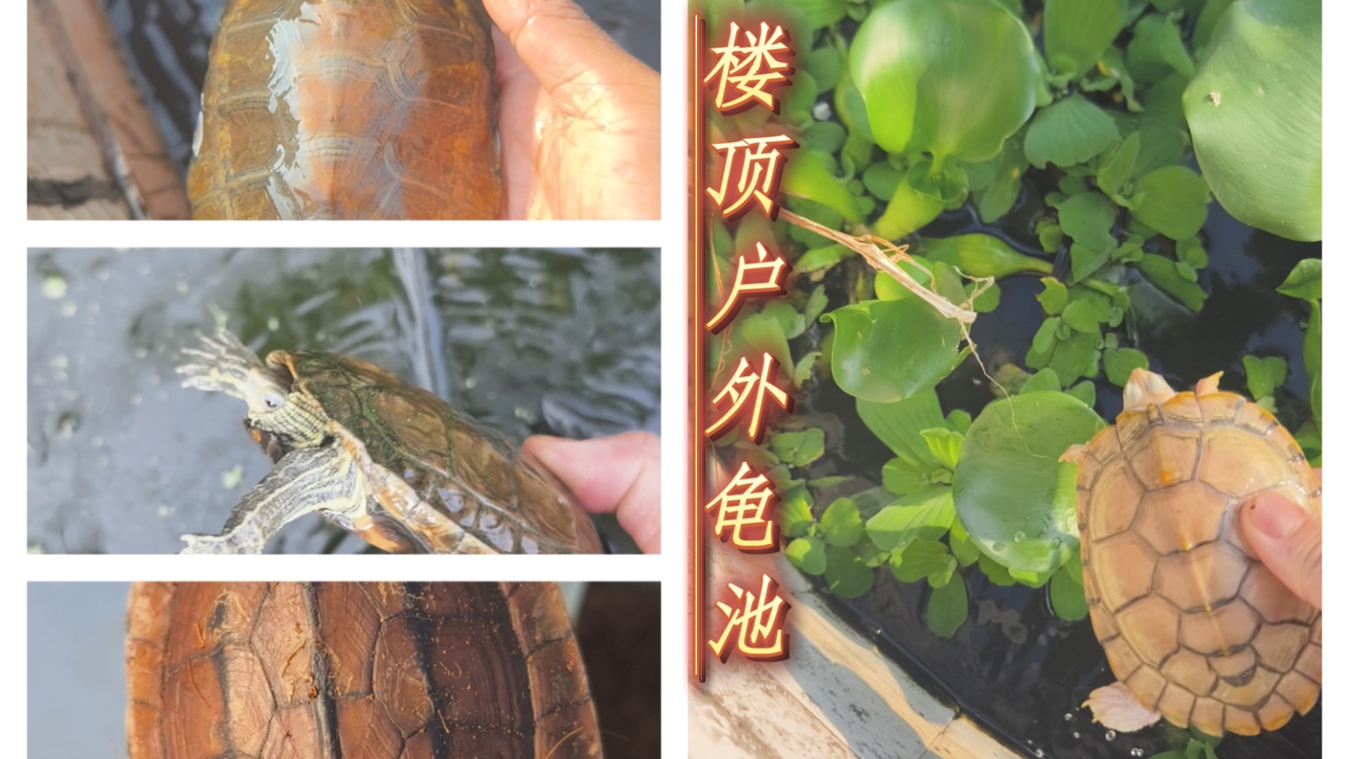 我的楼顶室外养龟环境（泥水池，种龟池，杂交池）