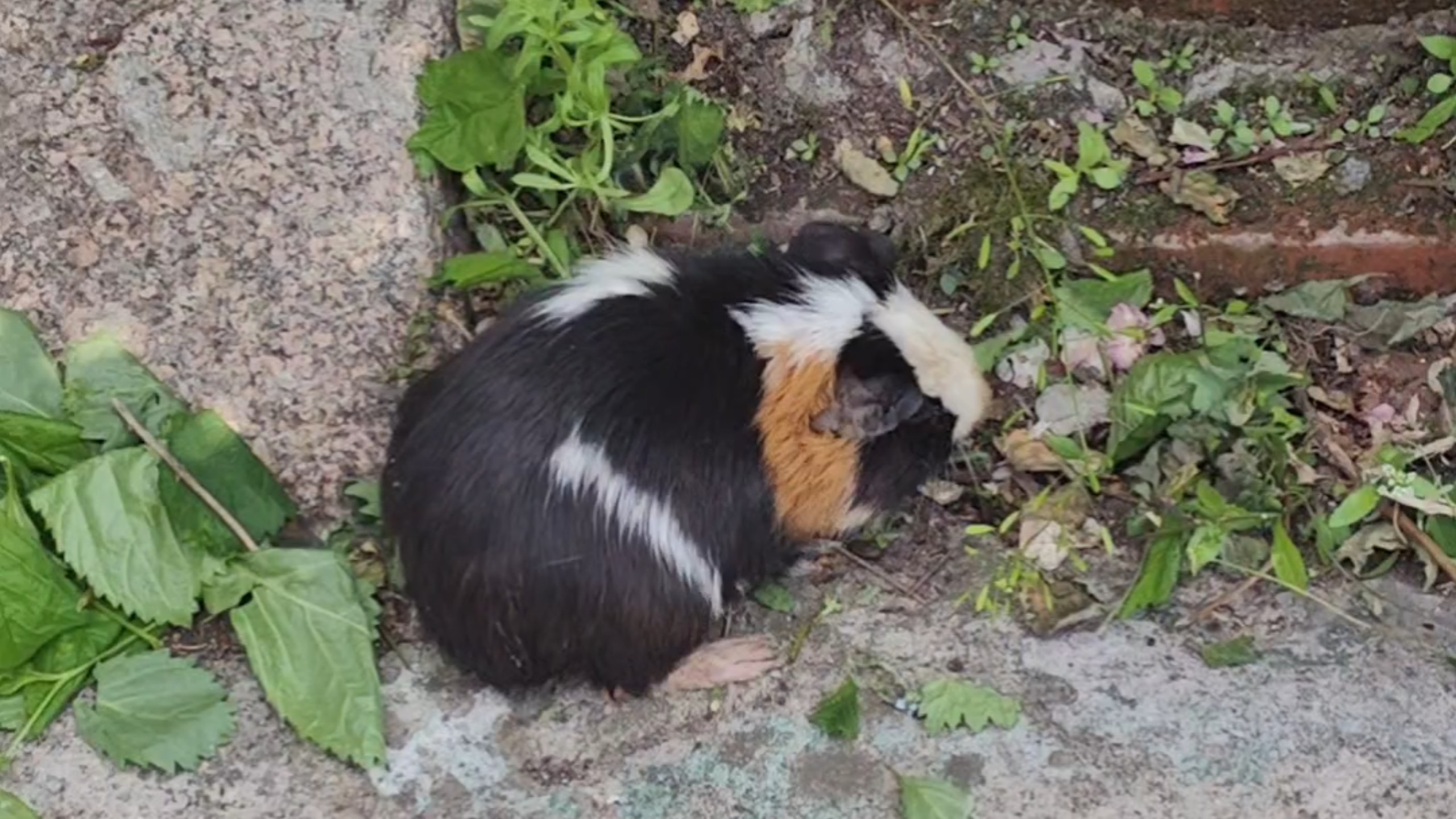 这是野生豚鼠吗？