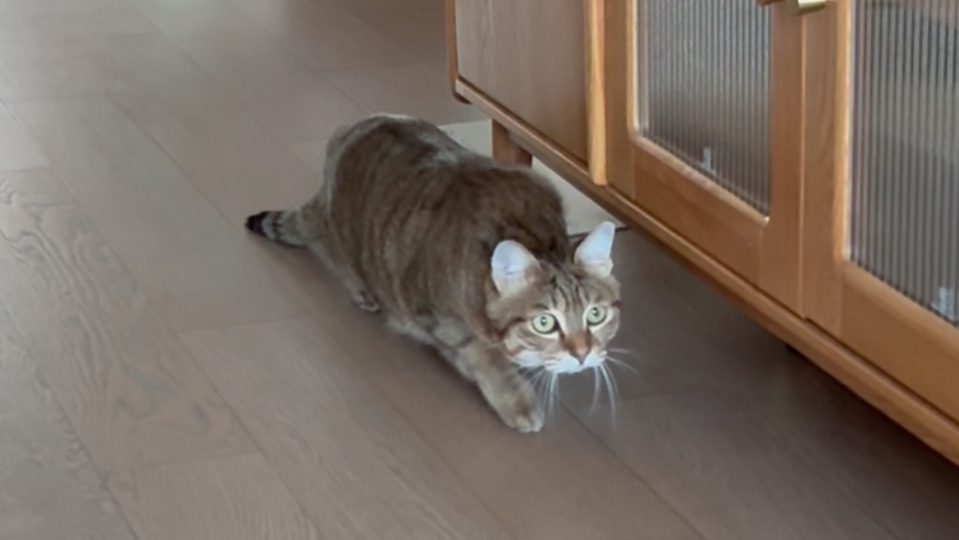 扭扭乐小猫变身机械小猫～