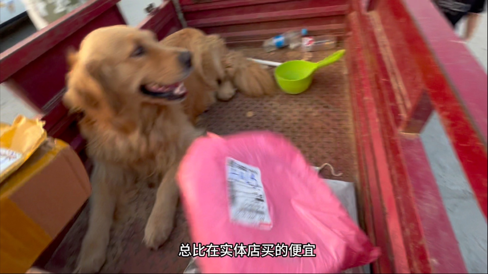 又带团团去街上了