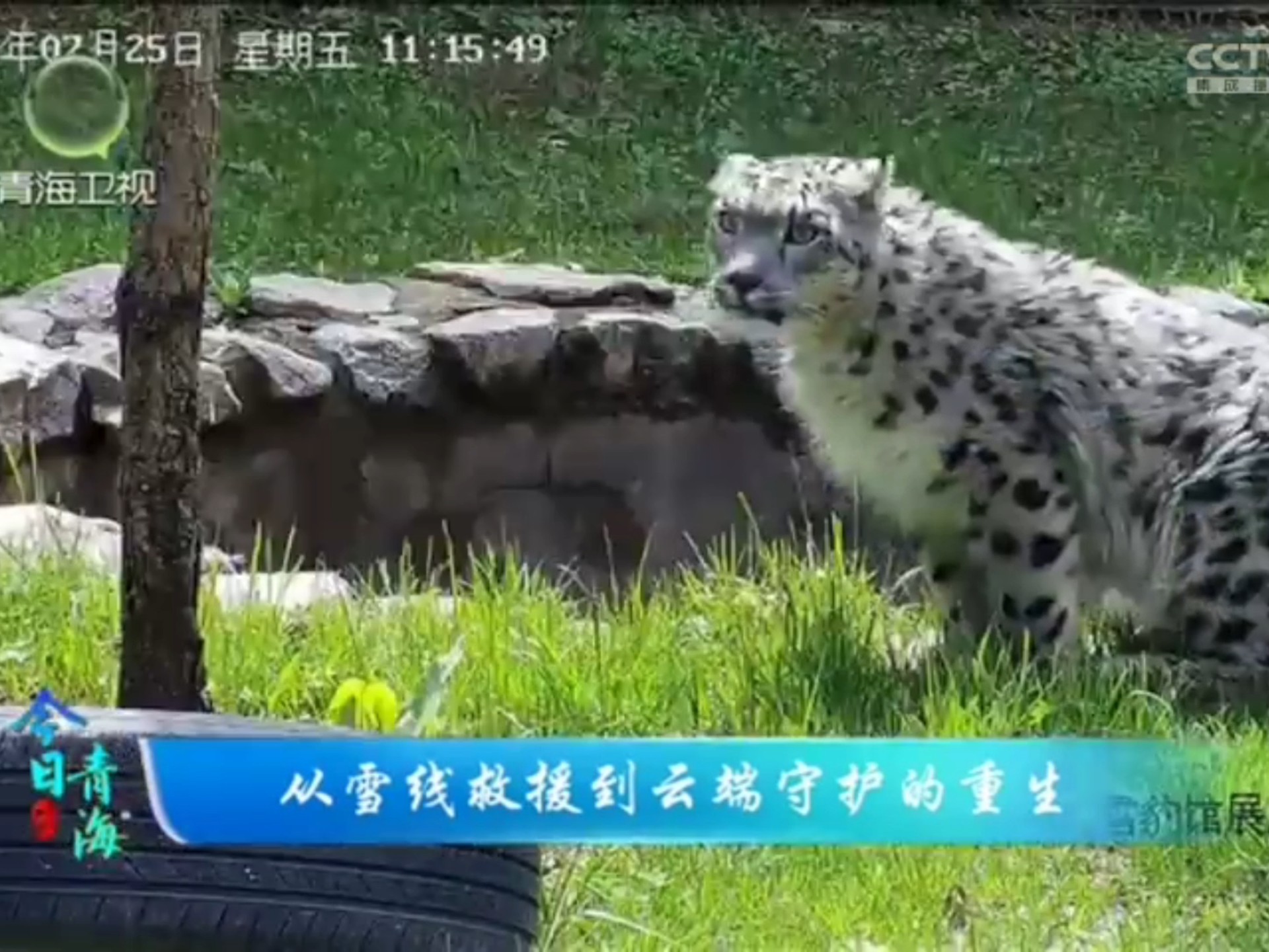 【录屏】2025/8/5今日青海 从雪线救援到云端守护的重生
